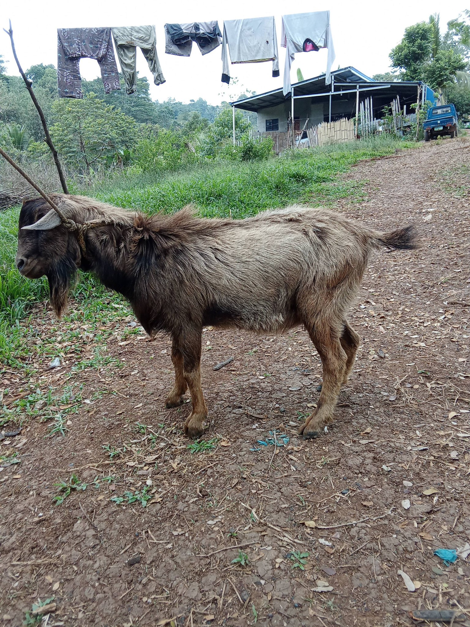 NArap Dolgen Pyha