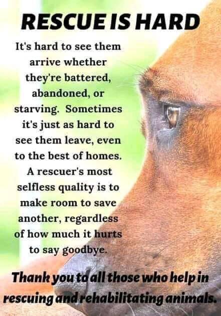Rescue Rascals - Rescue Rascals added a new photo.