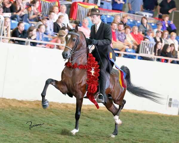 Arabian English Performance Association AEPA - NOBLE FFYRE - One of ...