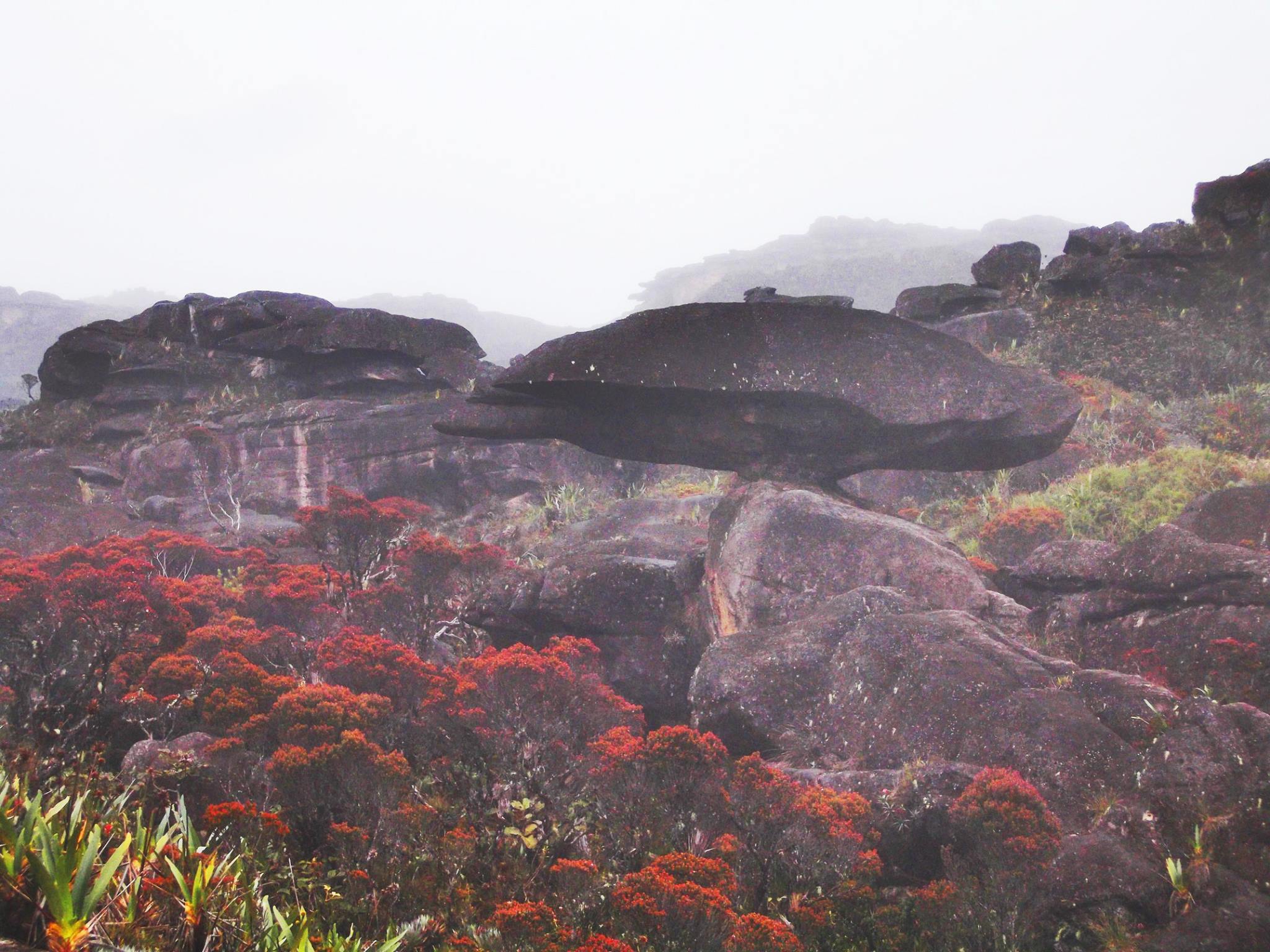 navicu - Subir a la cima del Roraima es una experiencia...