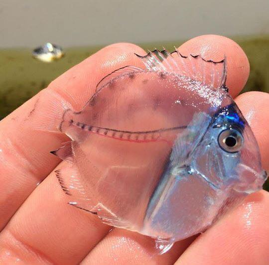 Transparent fish by Giusy Valente in Keblog.