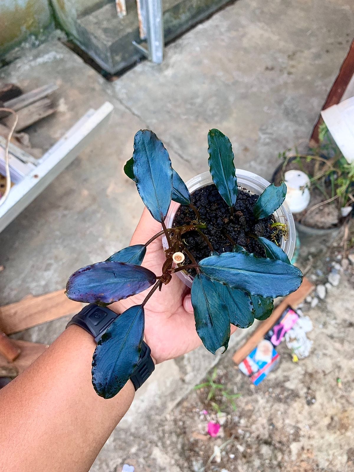 Aquatic plants bucephalandra from Indonesian