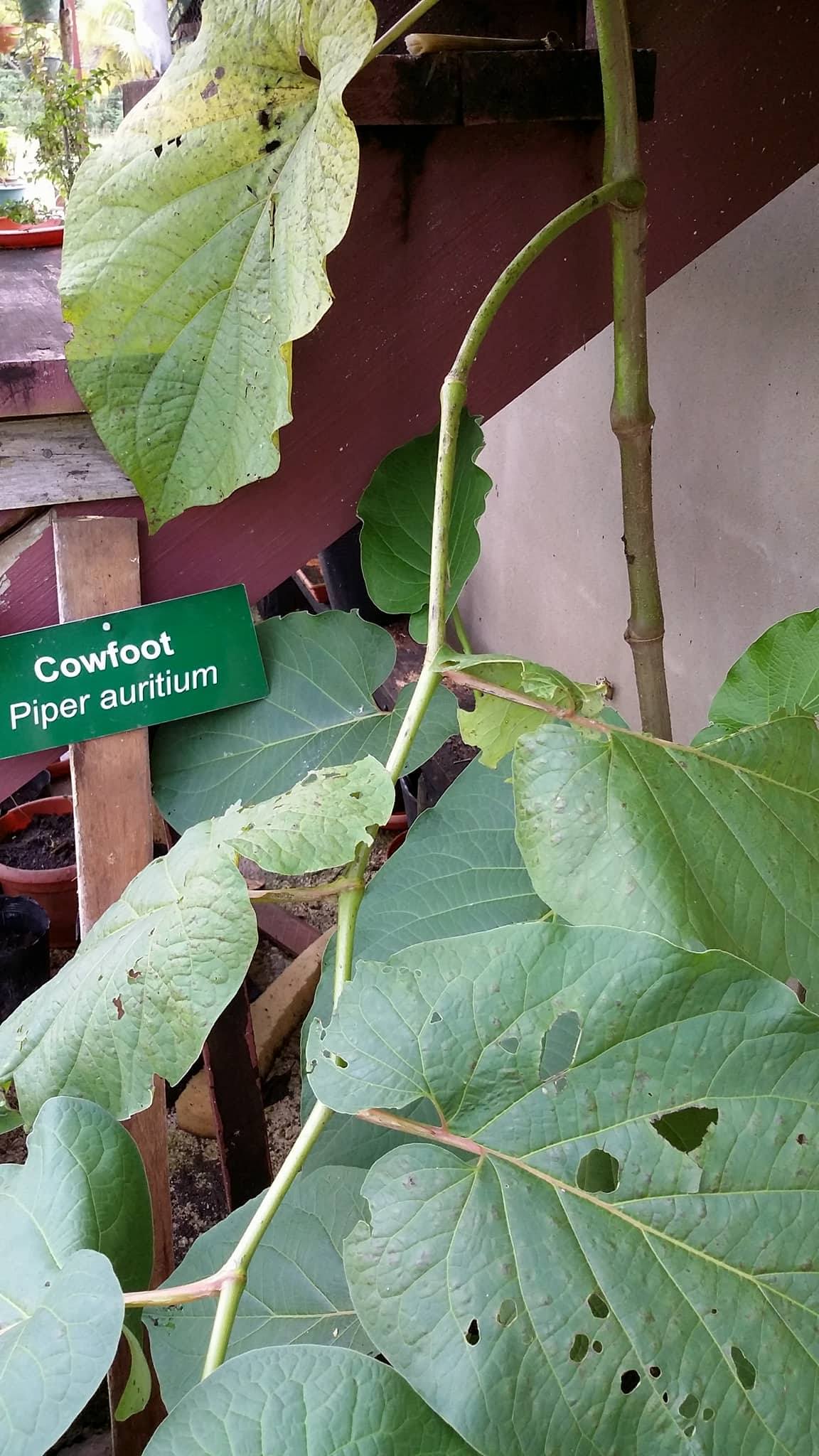 Numasa Wellness Resource Center | Belmopan
