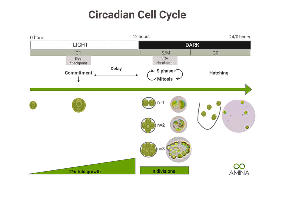 Algae Bank - How to catch up microalgae mitosis?🍃... | Facebook