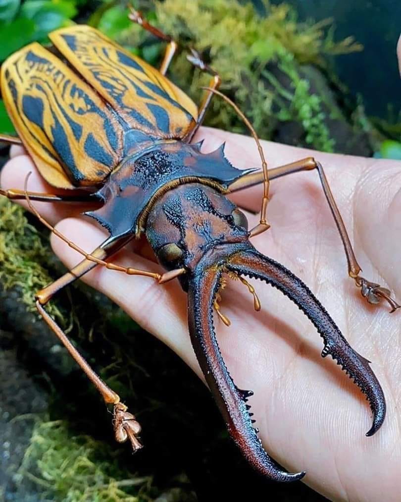 Sabertooth Longhorn Beetle (Macrodontia cervicornis): Up to 17.5cm