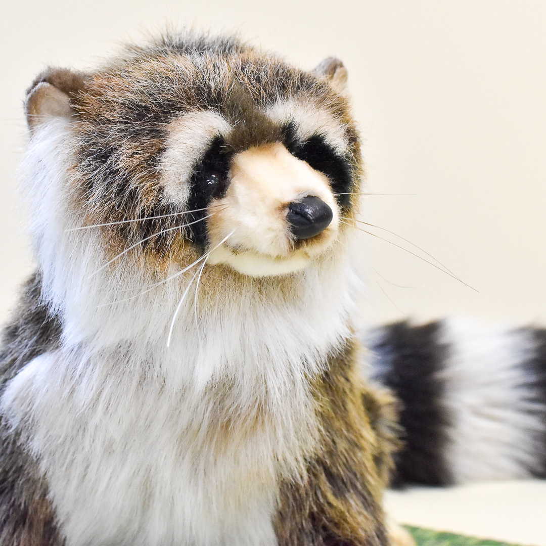明日16日は世界マレーグマの日🐻 レッドリストで「危急種（VU）」に