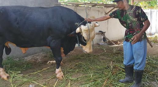 KLIWON SAPI METAL, SAPI QURBAN... - Update Berita Terbaru