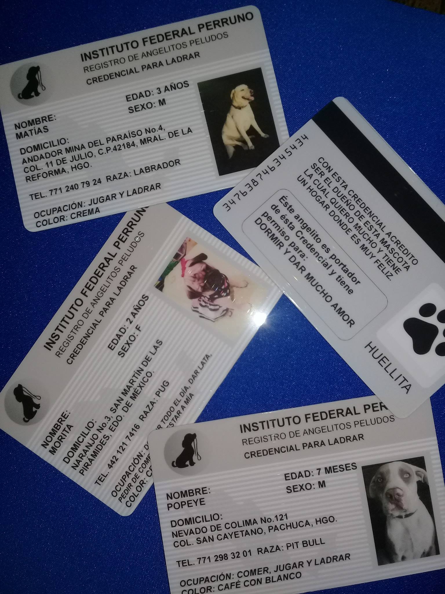 Credenciales Plásticas Y Rotulación En Credenciales