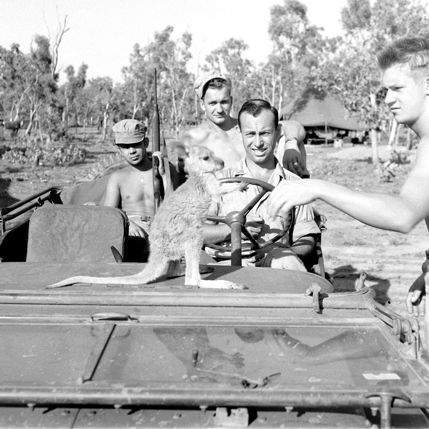 World - Mascot Monday!! USAAF & RAAF Personnel with a eastern grey baby ...