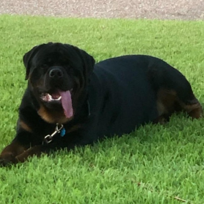 1 year old beast King Von... - Butler Kennels Rottweilers | Facebook