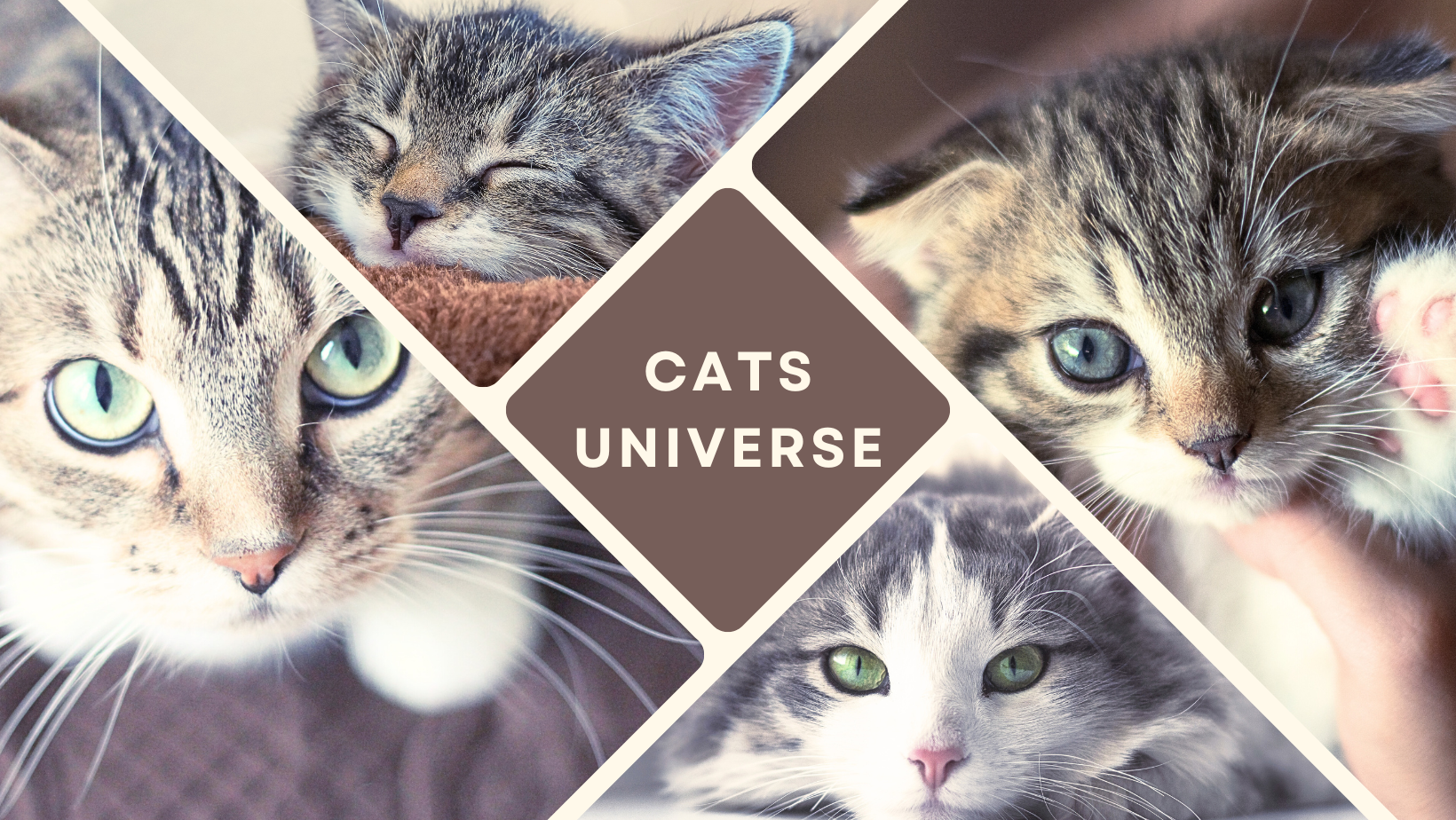 Cats Universe
