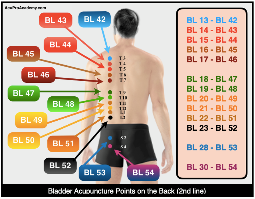 AcuPro Academy - 👊The Bladder meridian totally rocks! With... | Facebook