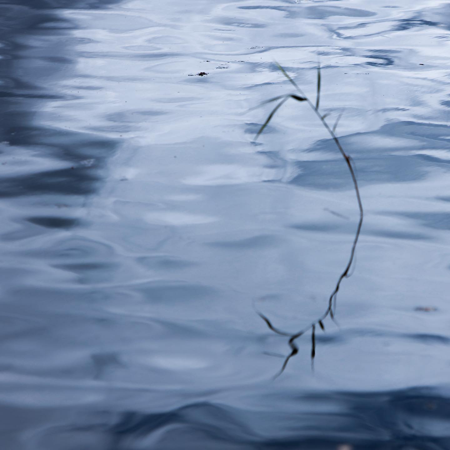 The green reed which bends in the wind... - Skärgårdsfotograf