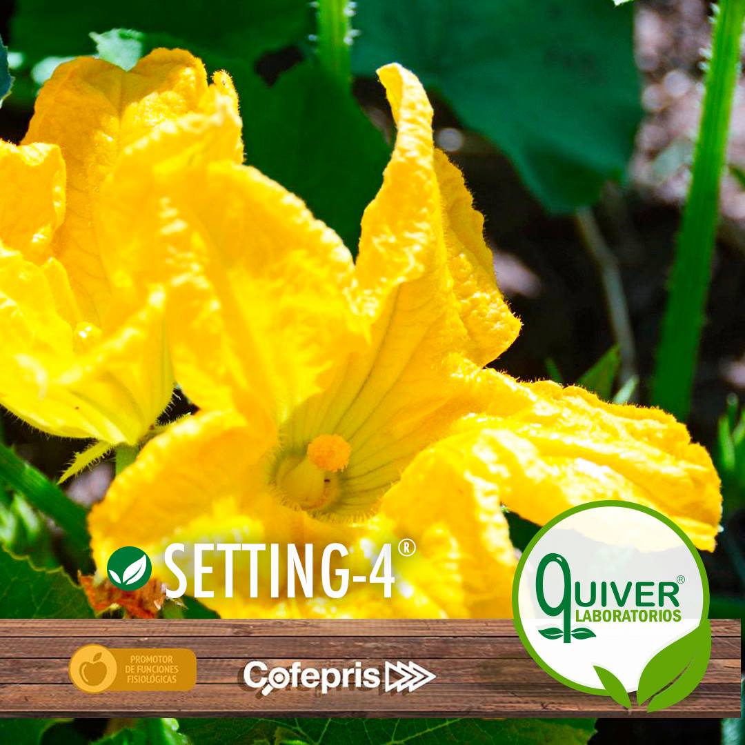 #Setting4 es uno de nuestros... - Laboratorios Quiver