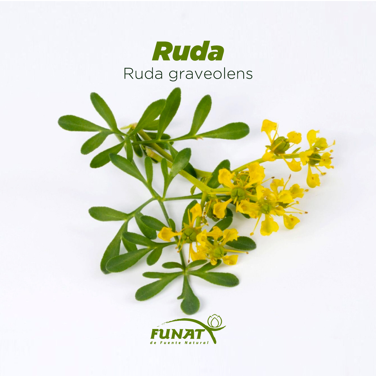 Sol Verde - La ruda es una planta que mide entre 50 y 100... | Facebook