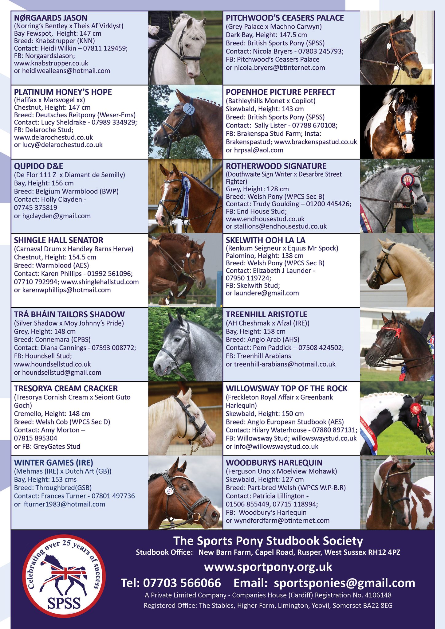 Here are the 2026 Sports Pony Studbook Society (SPSS) Licensed
