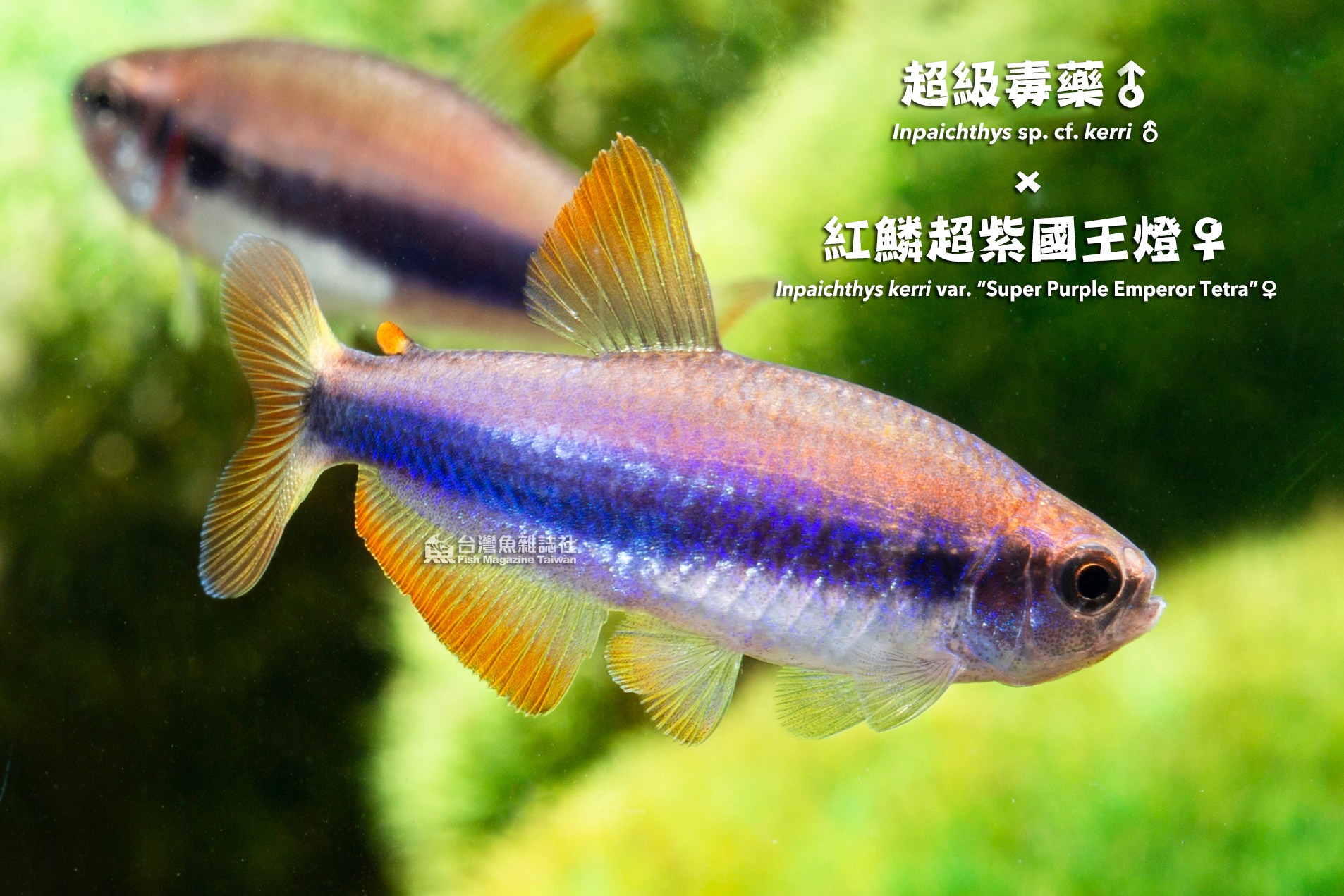 Inpaichthys kerri var. 'Super... - 台灣魚雜誌社 Fish Magazine TW
