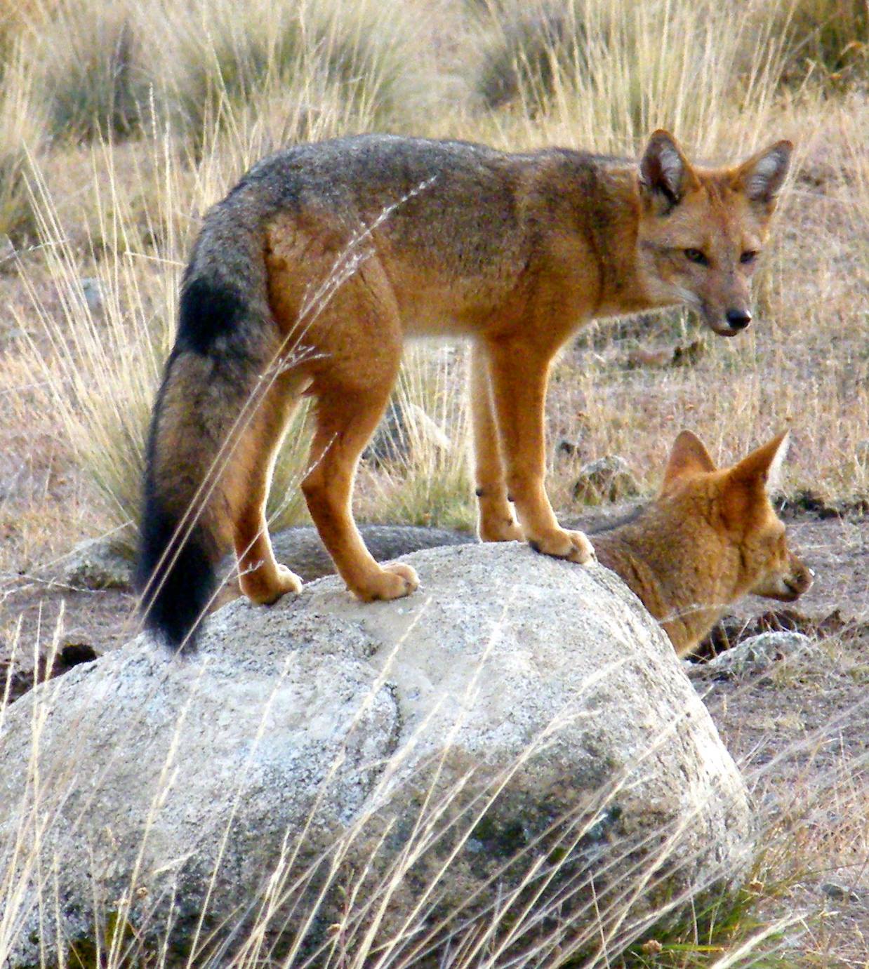 En el día... - Parque Nacional Pumalín Douglas Tompkins | Facebook