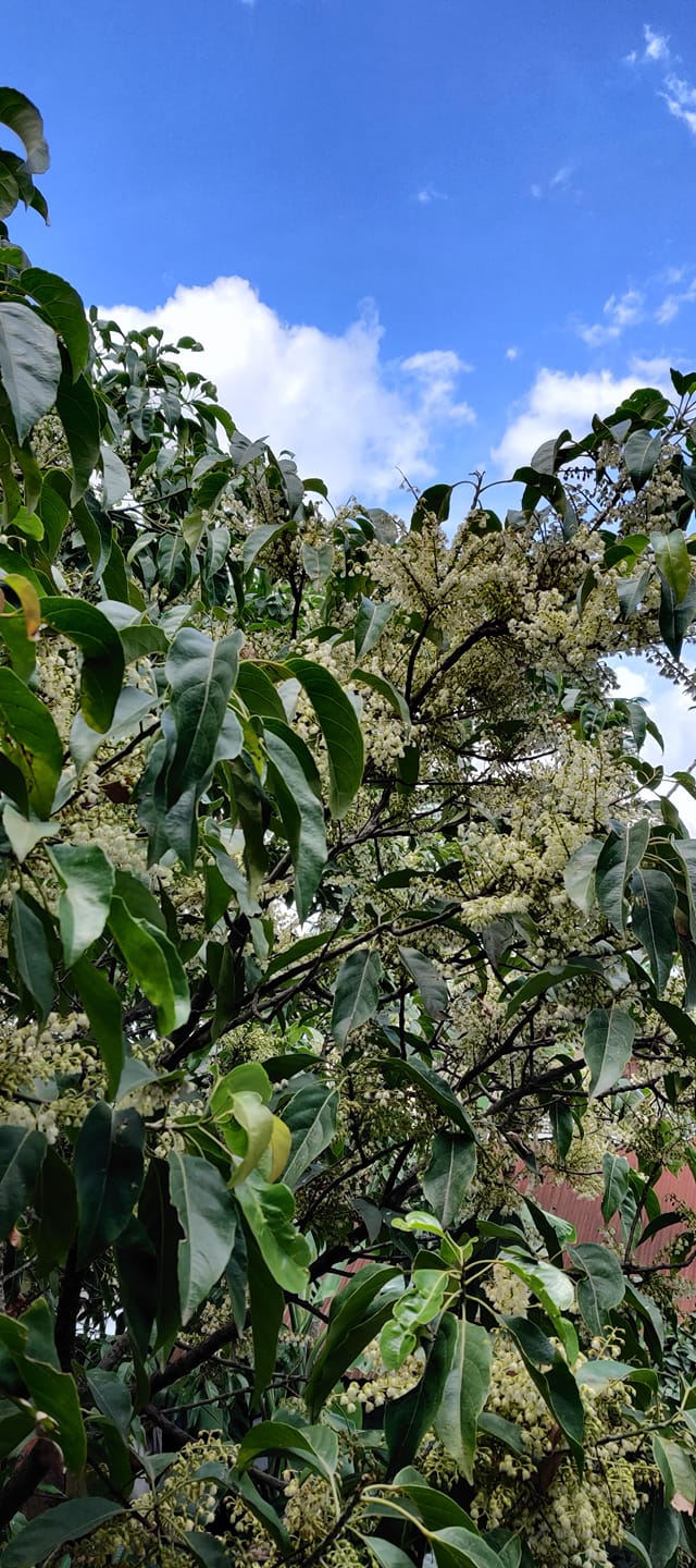 Native Flowers, Fruits and Vegetables of Manipur - Sebot mapan (Flower ...