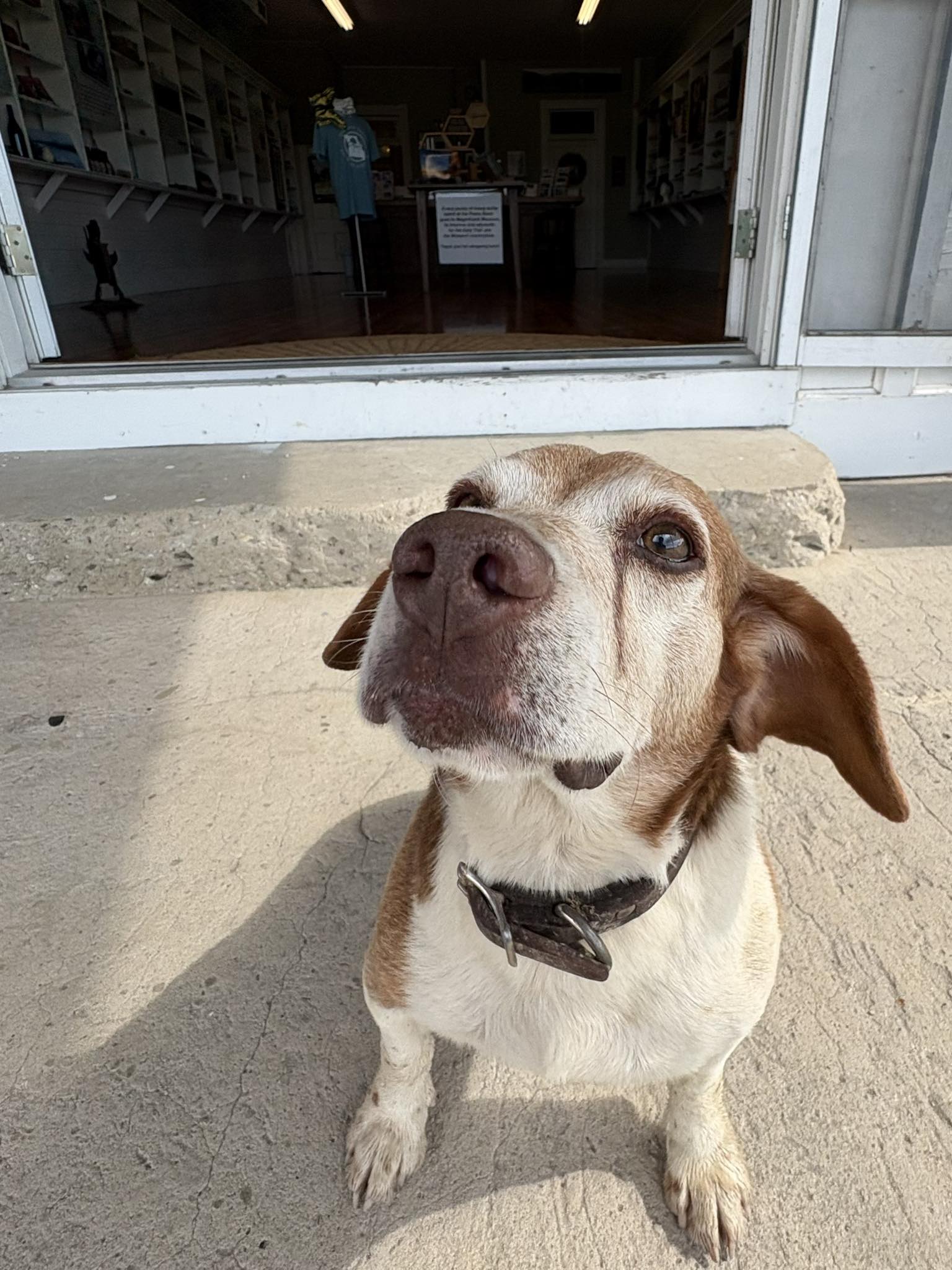 Meet locals and pets at Peers Store in Missouri