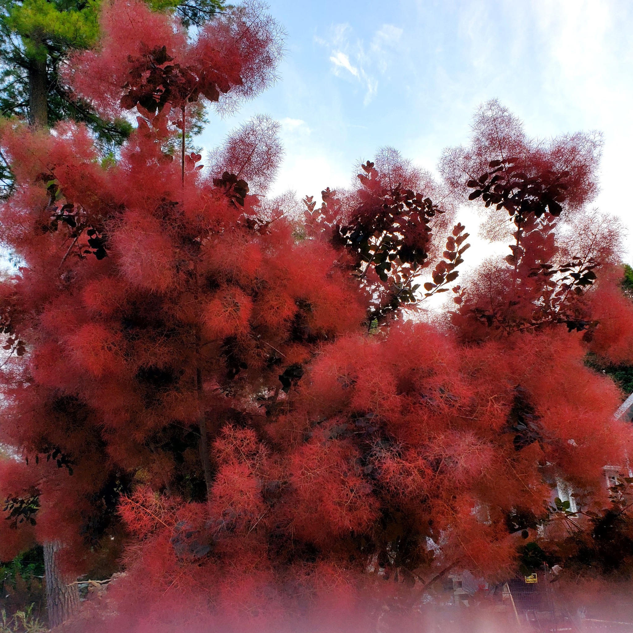 What is the name of this beautiful tree with red flowers?