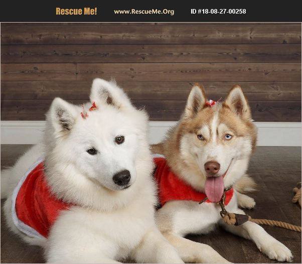 Rescue Me! Samoyed Rescue