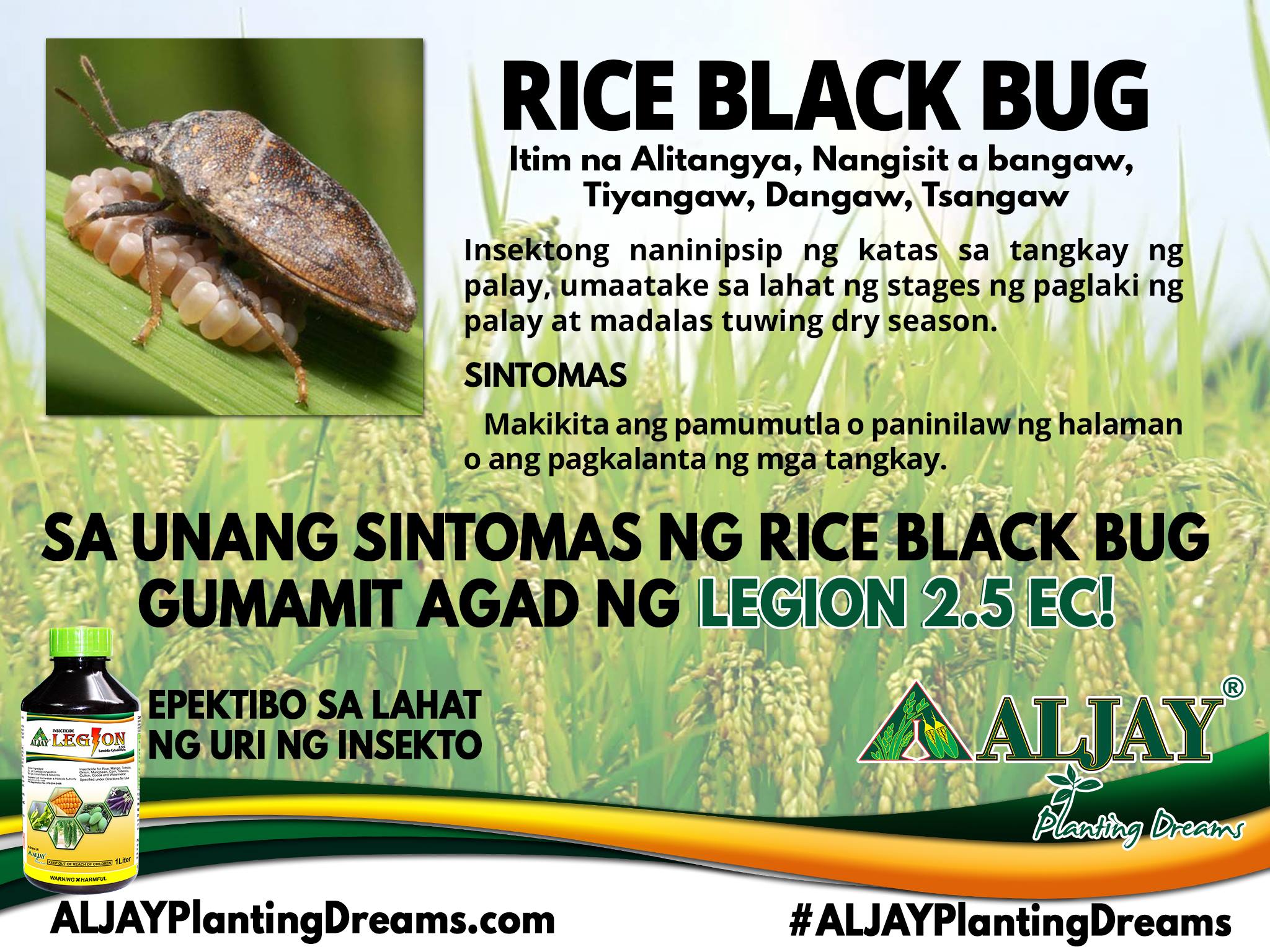 Ang Rice... - Aljay Agro-Industrial Solutions, Incorporated | Facebook