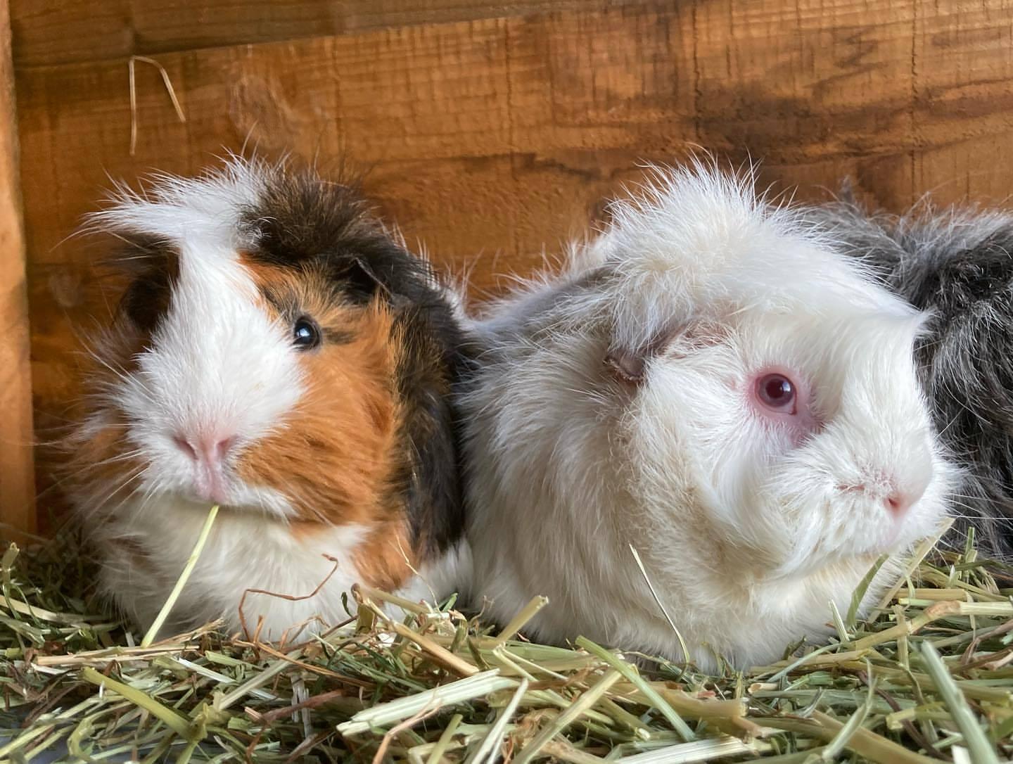 Image showcasing Guinea pig's for sale near... - Guinea pig's for sale near me