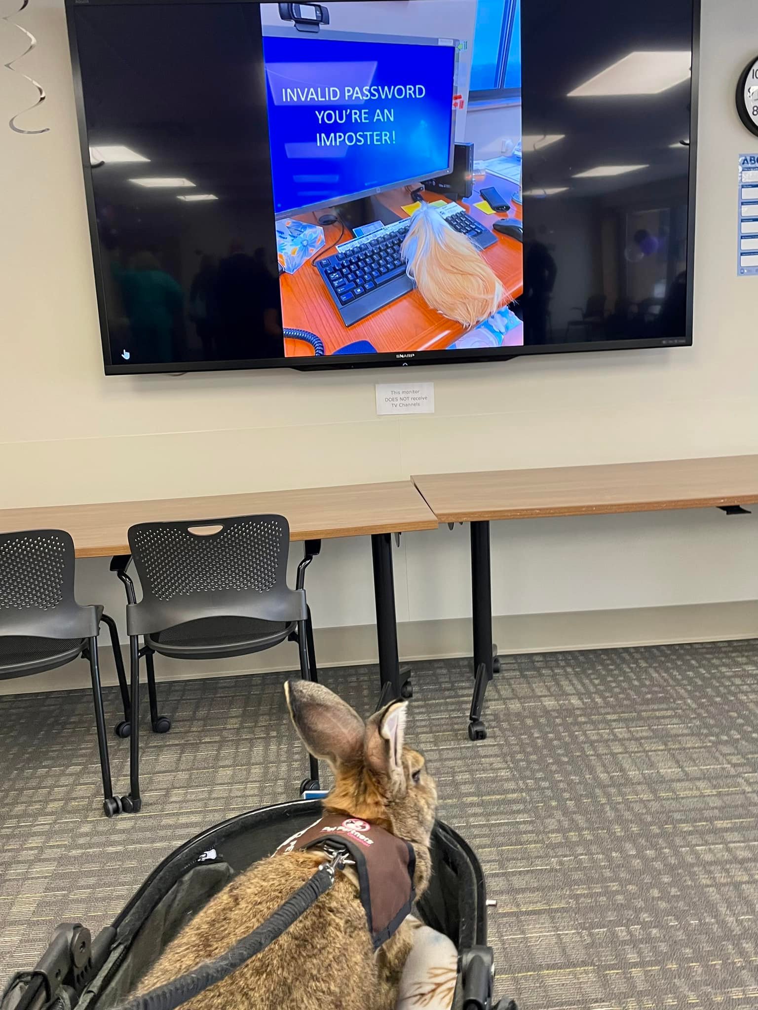 Therapy Rabbit George added a new... - Therapy Rabbit George