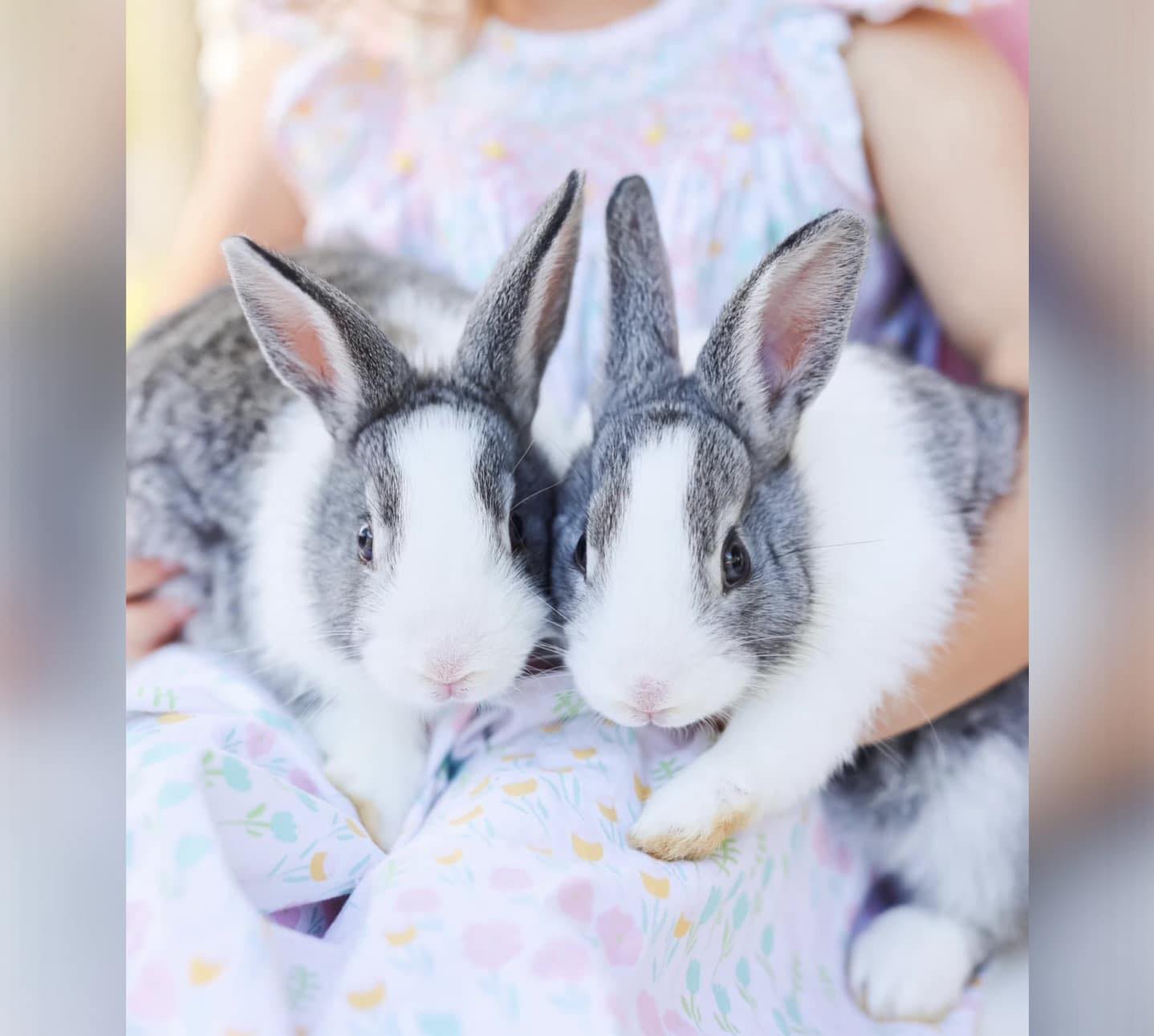 MK Dutch Rabbits