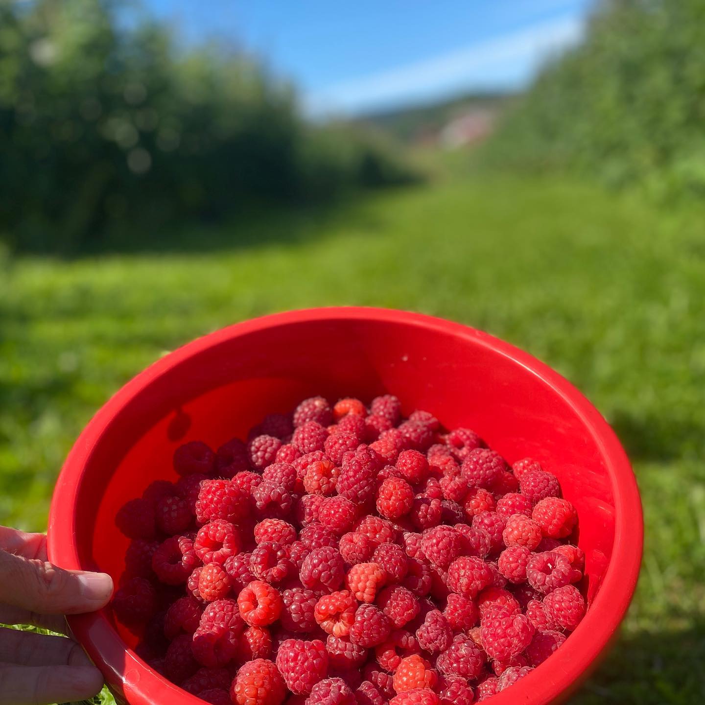 Ytre Justnes Gård - Sesongslutt på bringebær! Vi har dessverre ikke mer ...