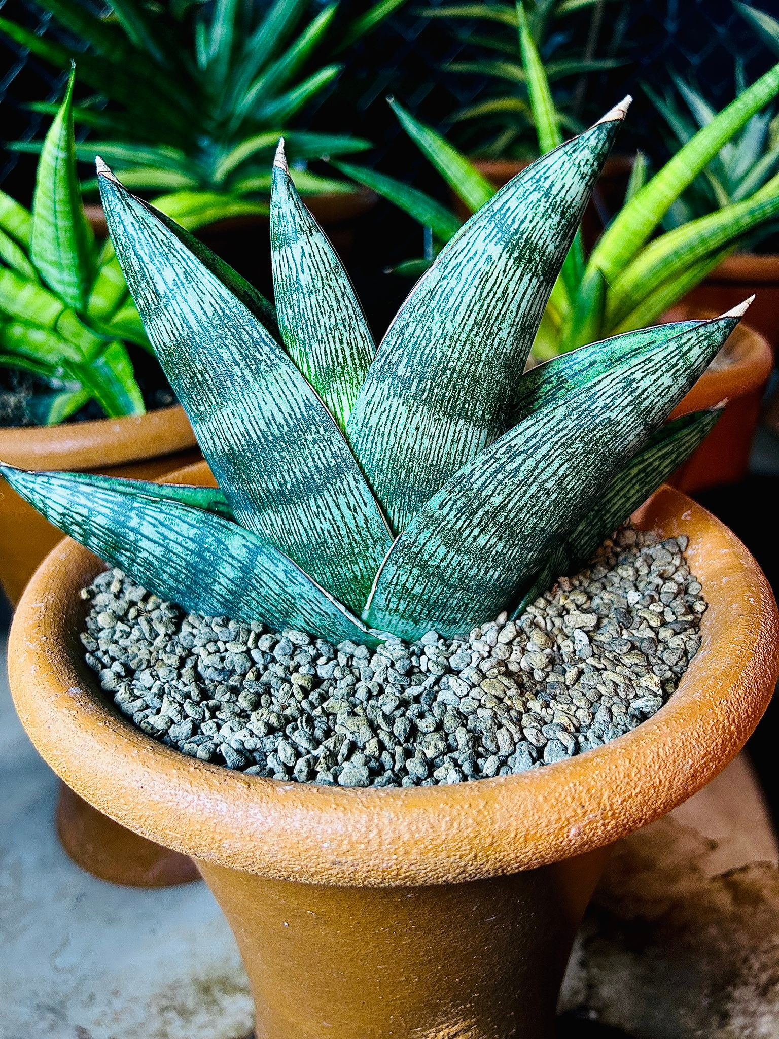 EMP サンセベリア Himalayan ヒマラヤン / SA408 Sansevieria Himalayan,Pattaya,Buntheing,Asancaya and Rock man