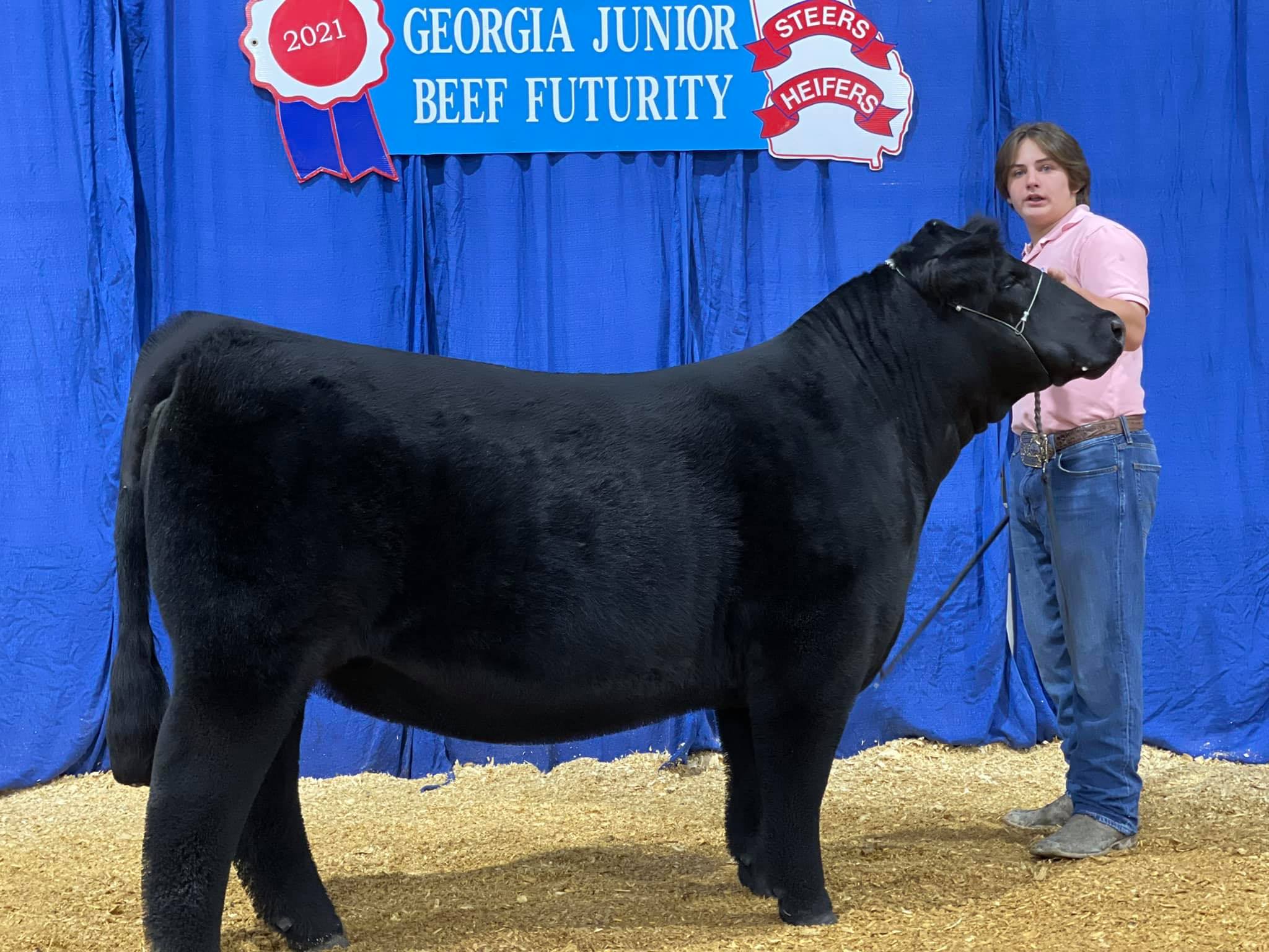 Gatton Show Stud... - Gatton Show Stud Beef Cattle Section