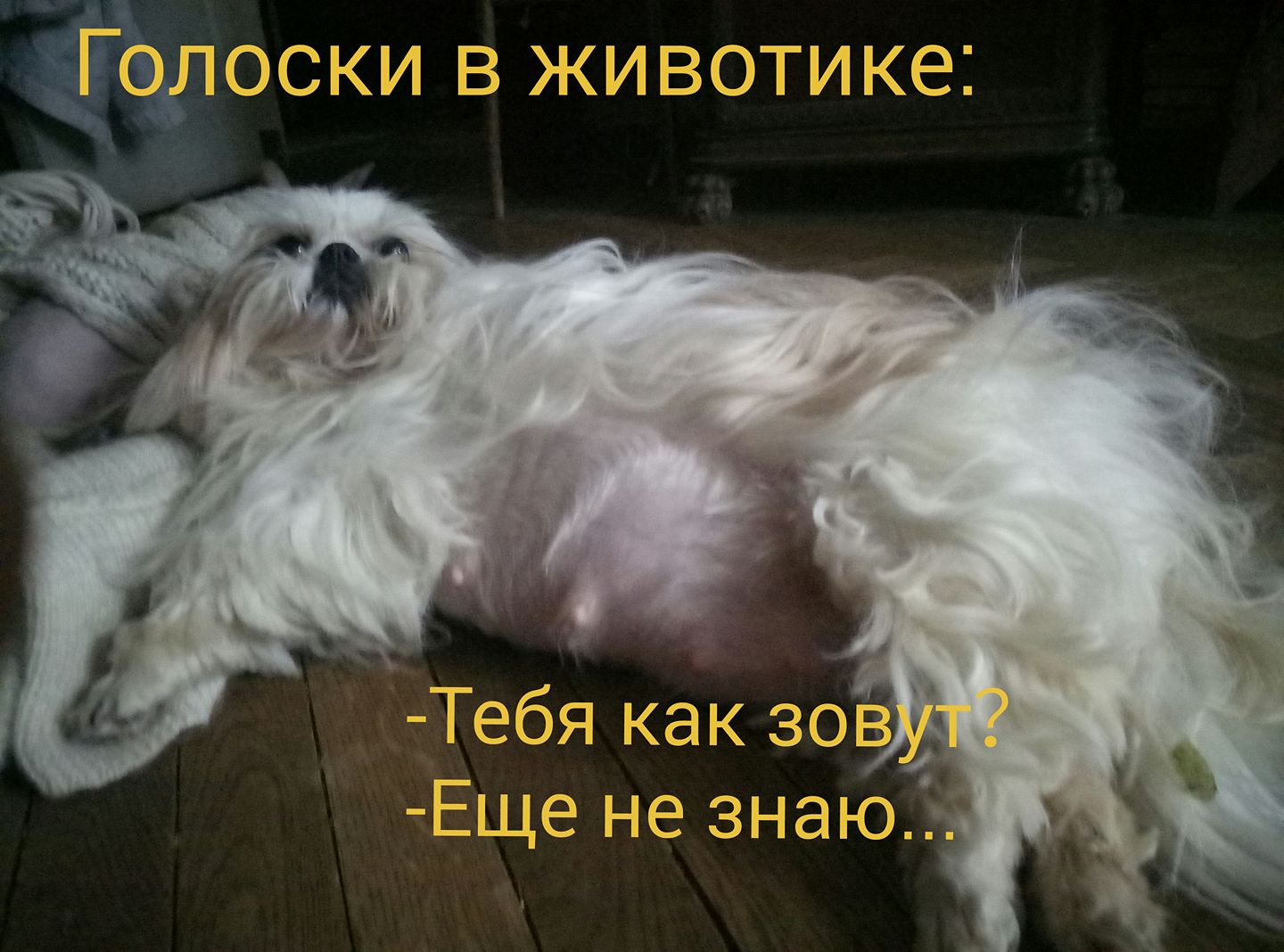Ши-Тцу Мария-Антуанетта Фон Ули