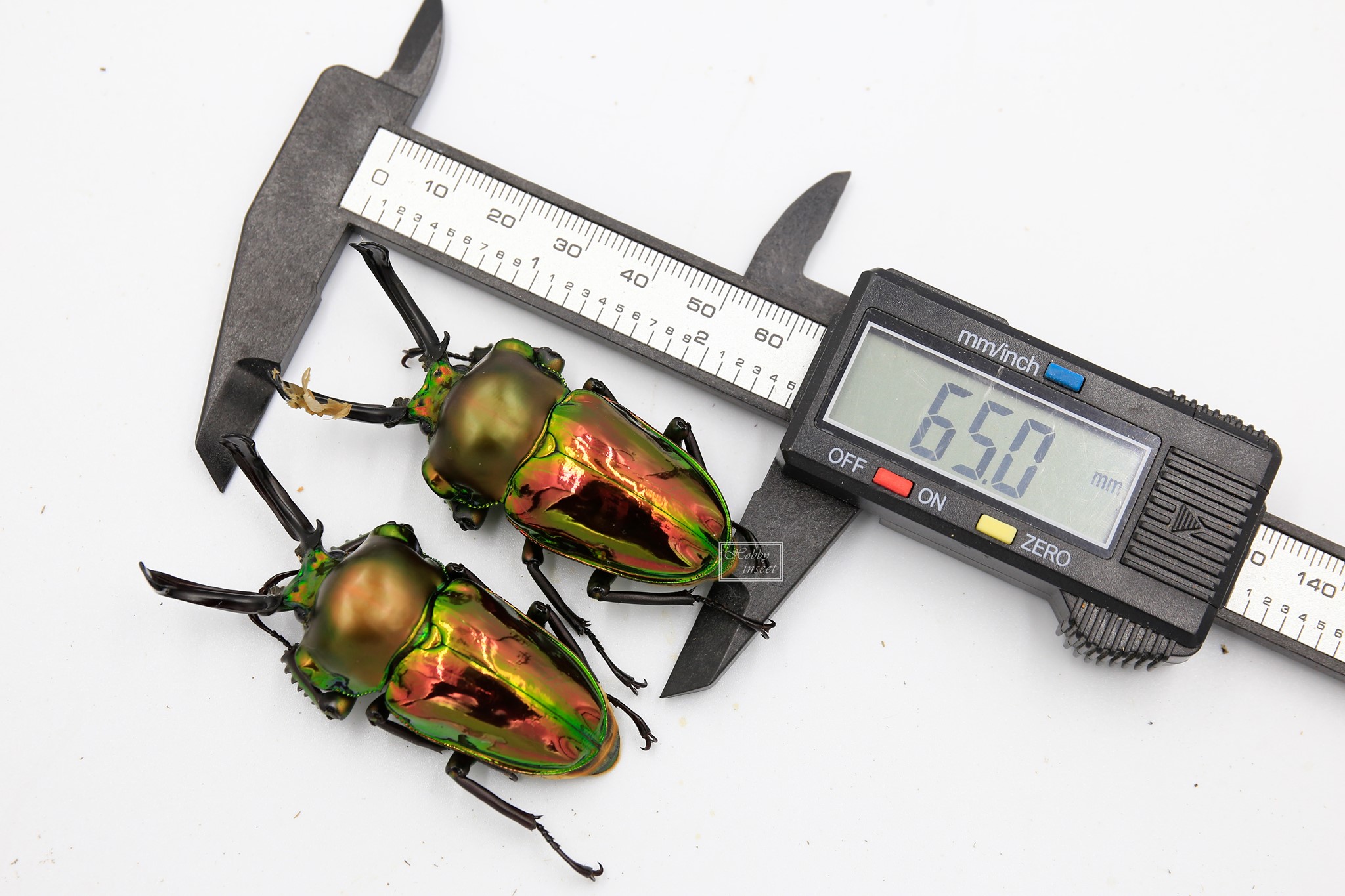 Hobby Insect - 右邊這隻可以量到65，另外一隻64+ 或許出蟄伏還會縮一些 兩隻都是同樣的子代... | Facebook