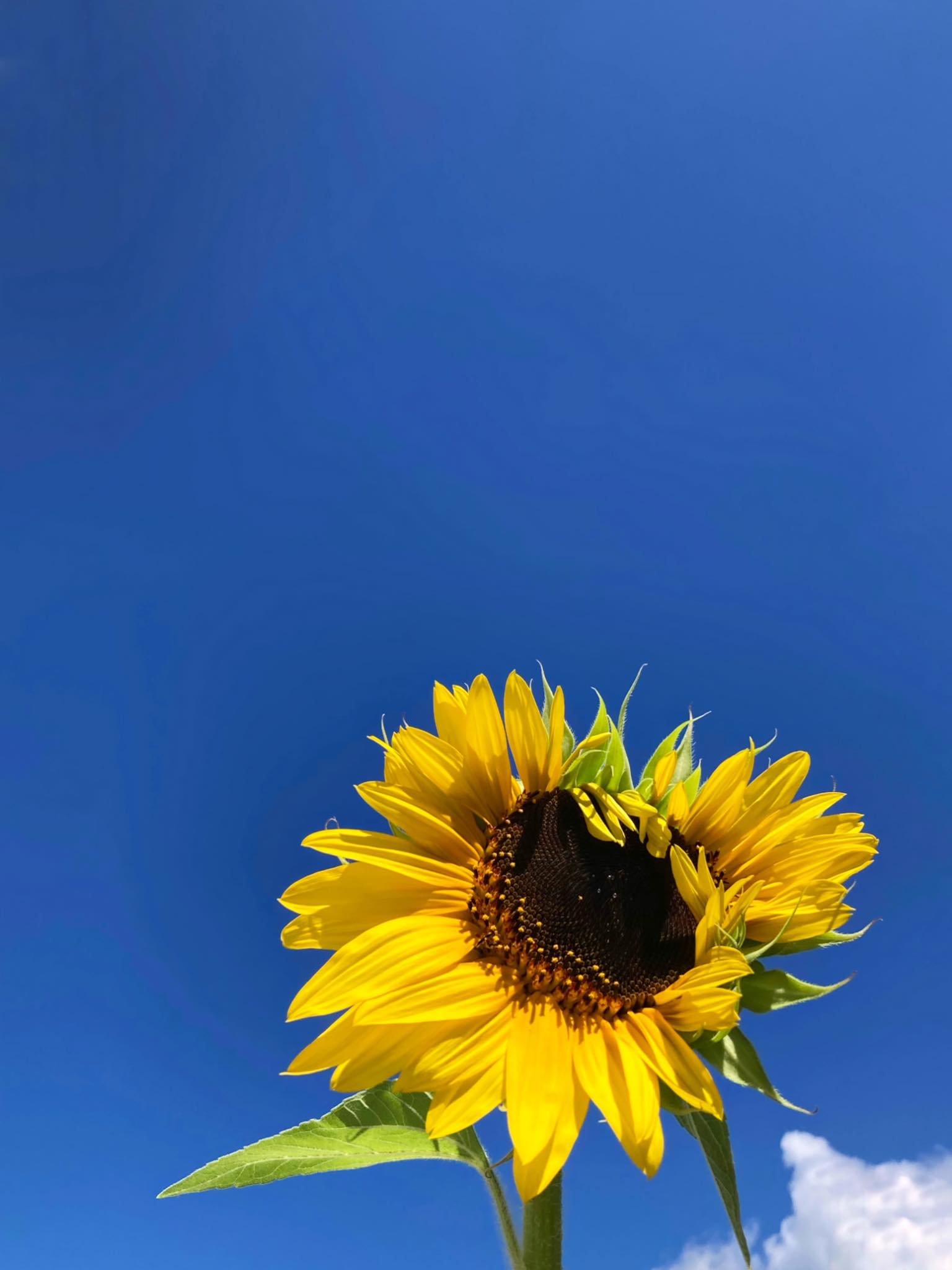 Name a Japanese word that starts with ひ Me first ひまわり:sunflower