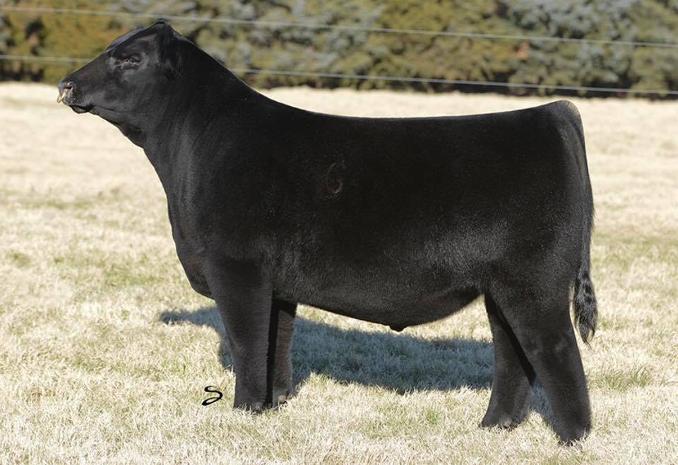 Griswold Cattle - G- “BULL OF THE WEEK” GCC NEW GAME This Purebred ...