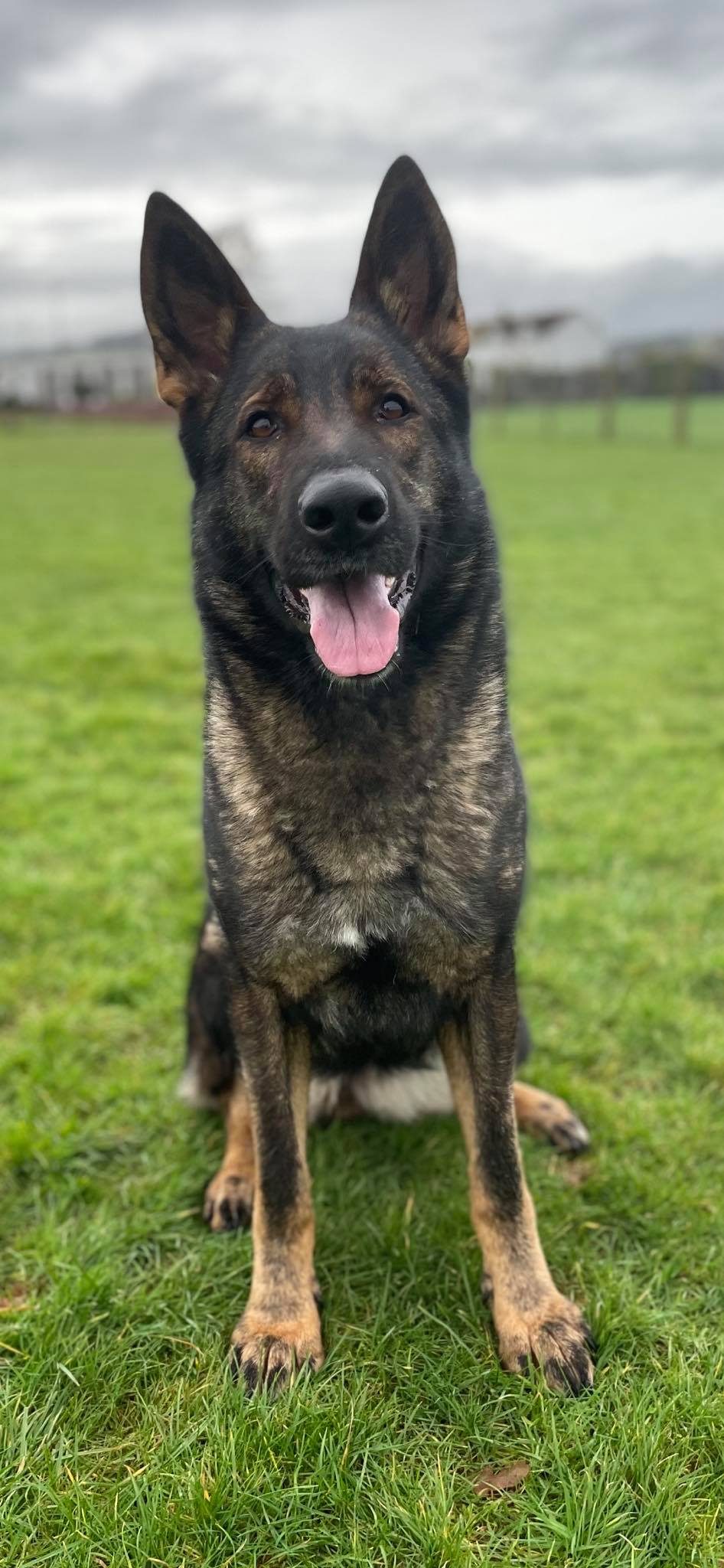 Dynamic K9’s - Home