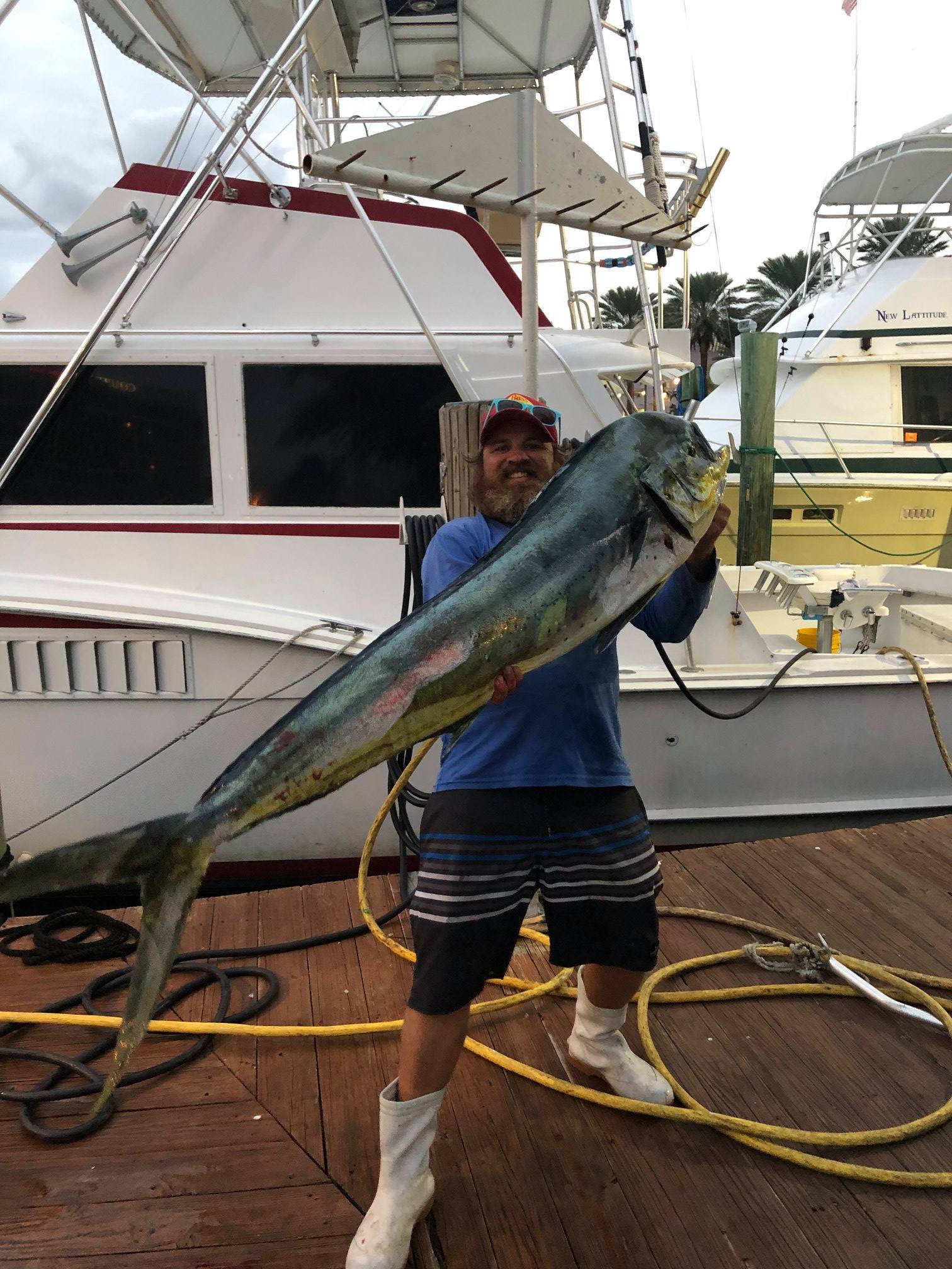 Fresh Mahi Mahi dolphin caught today $16-lb