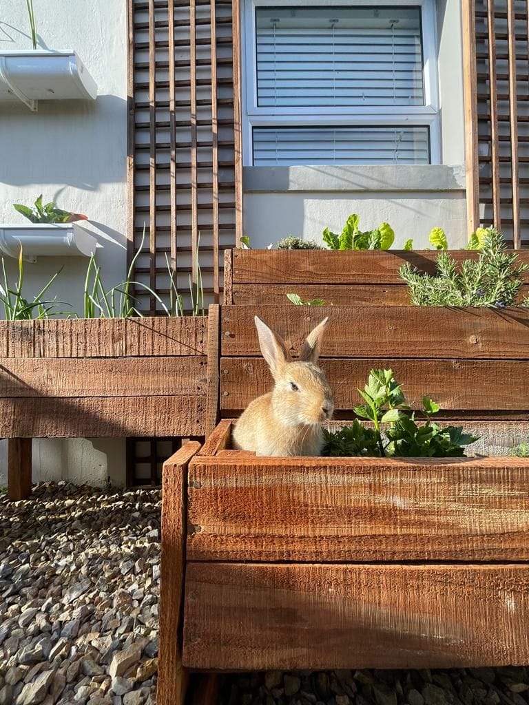 Update: David's adoption... - Noordhoek Bunny Rescue