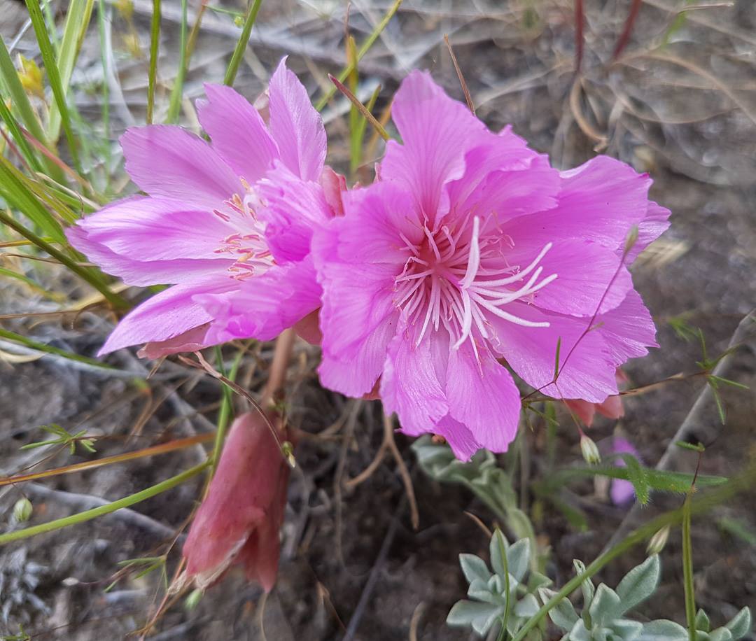 Visit Cranbrook - #DidYouKnow the Bitterroot flowers are... | Facebook