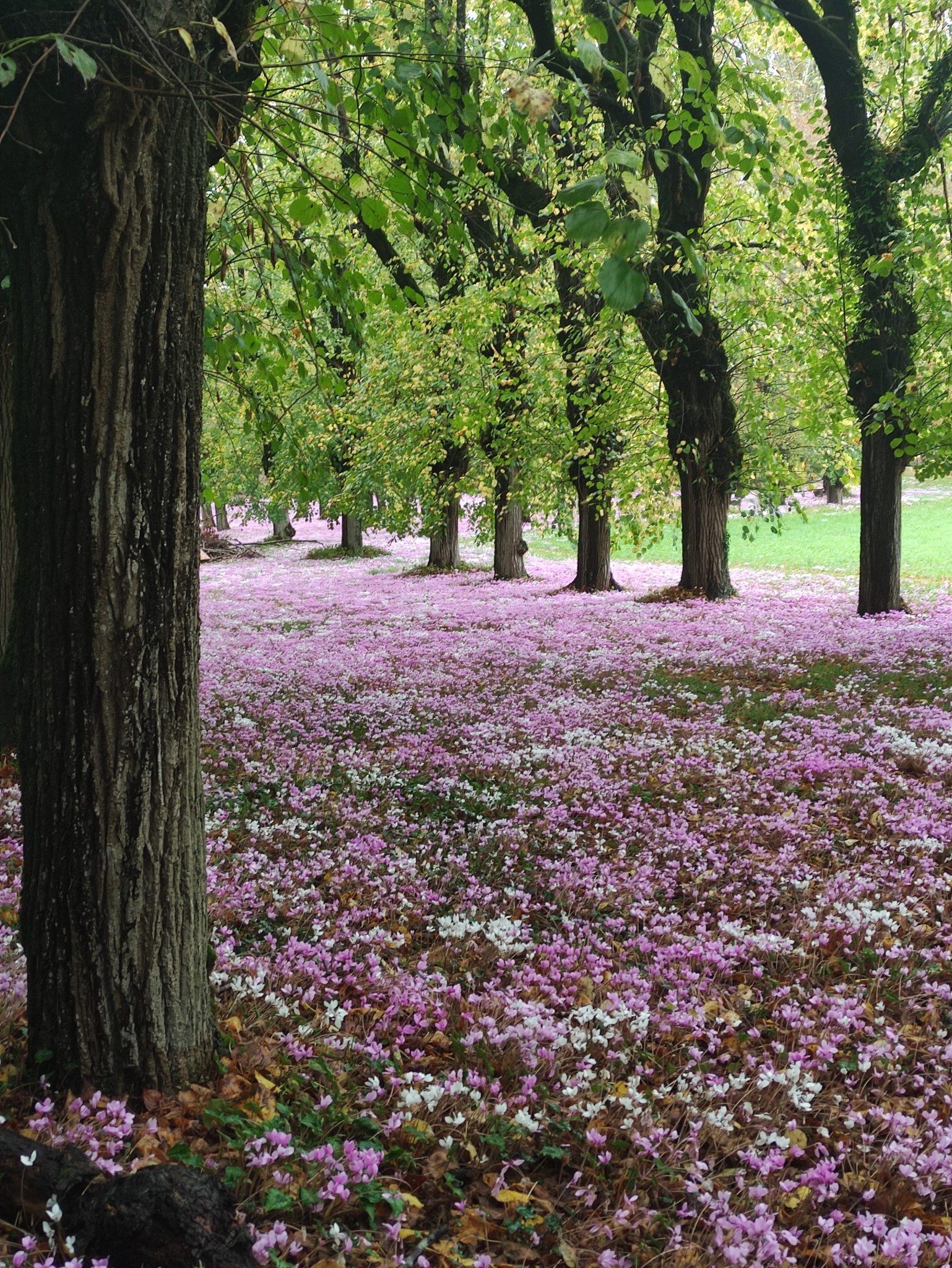 Ciclamen De Persia Absolu Con Perfume – Flores Blancas Con Cresta Fucsia Para Otoño E Invierno