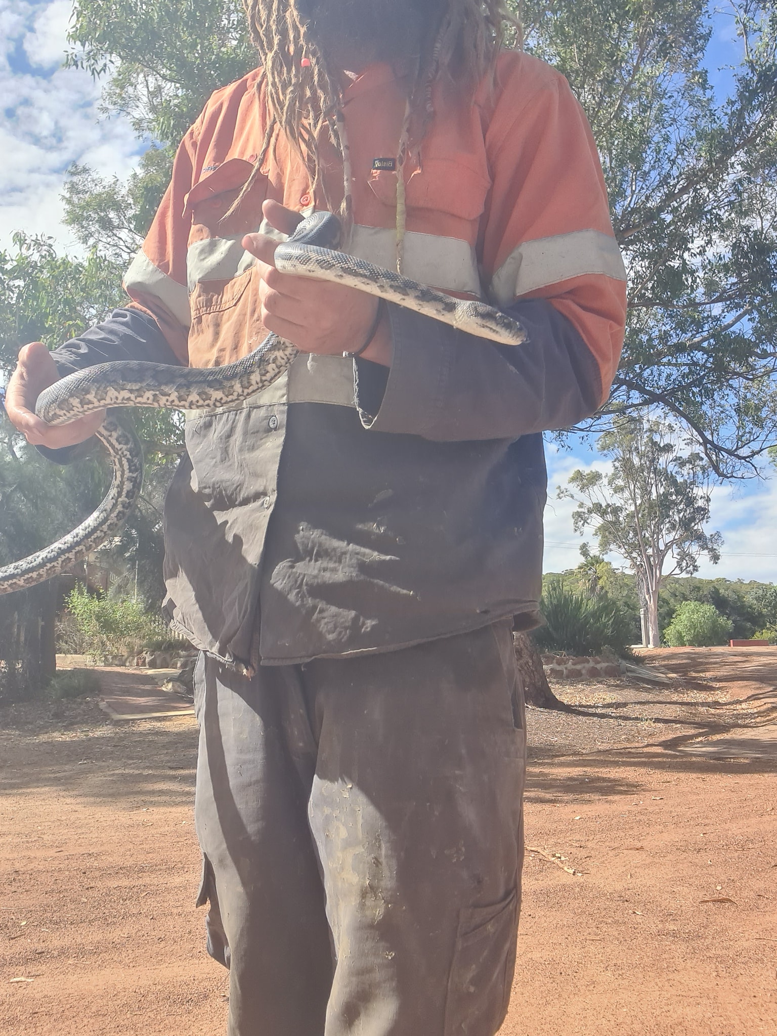 Beautiful carpet python (Morelia... - Sammy the Snake Manny | Facebook