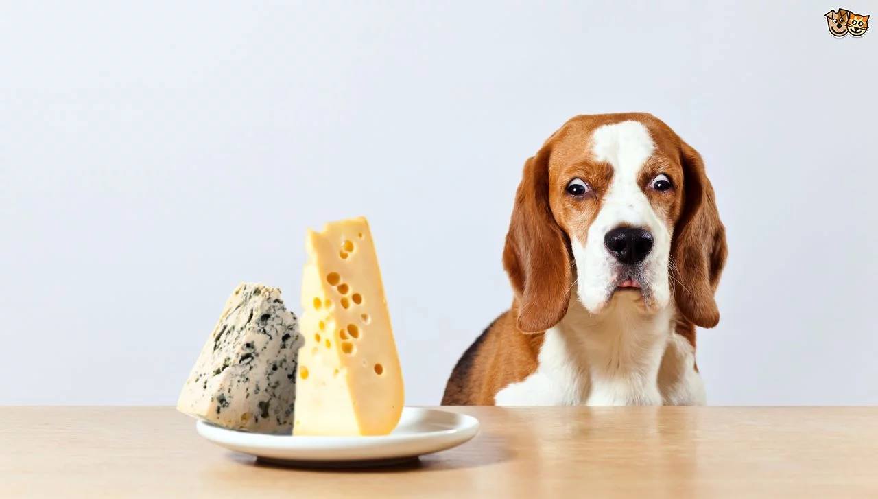 Divisive to some, delicious to others... Blue cheese is a definite no-go for pets! As the festivities approach and cheese boards are in full swing, make sure to avoid feeding your pets