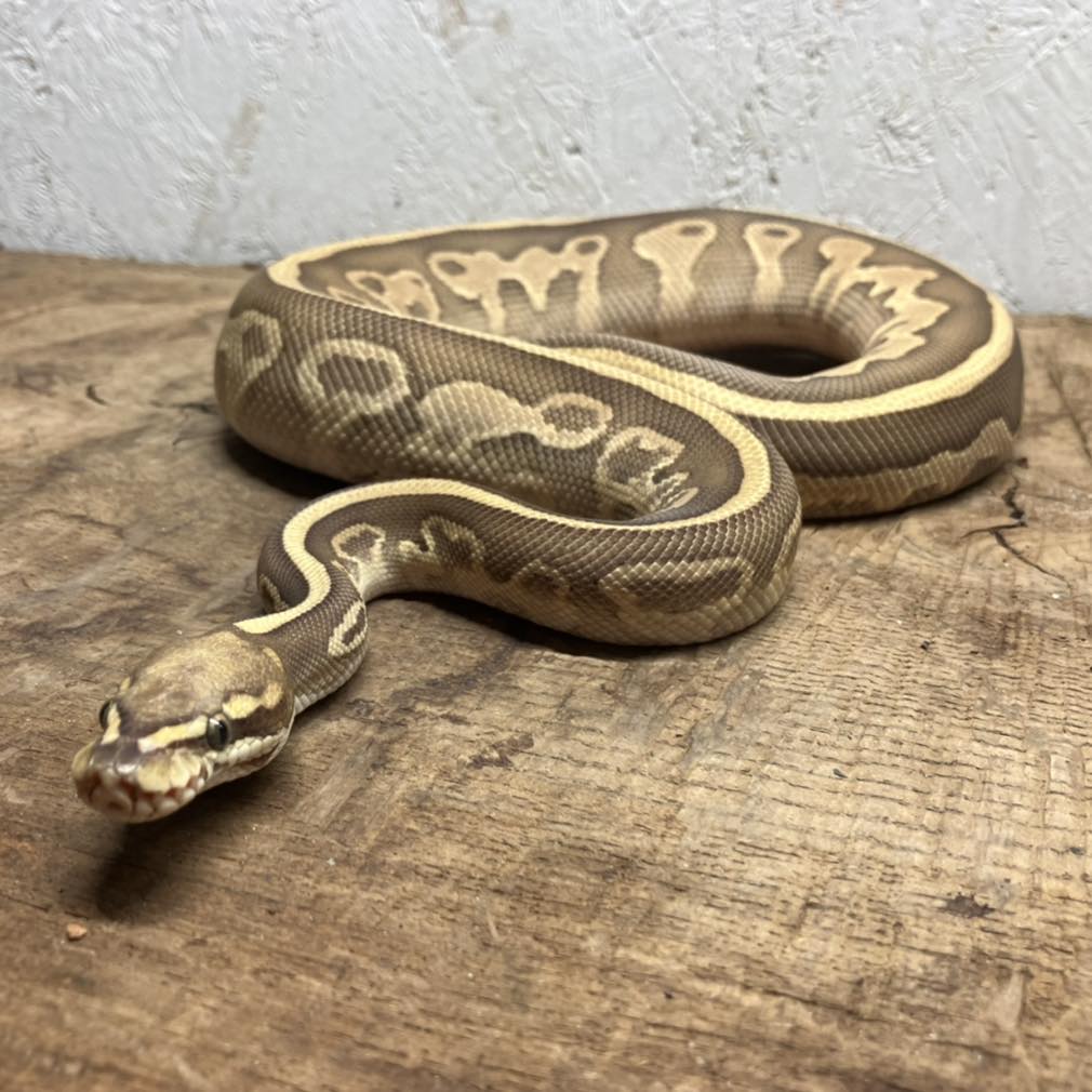 🐍Leopard Butter Fire Royal Python 🐍... - Reptasia Farnborough | Facebook