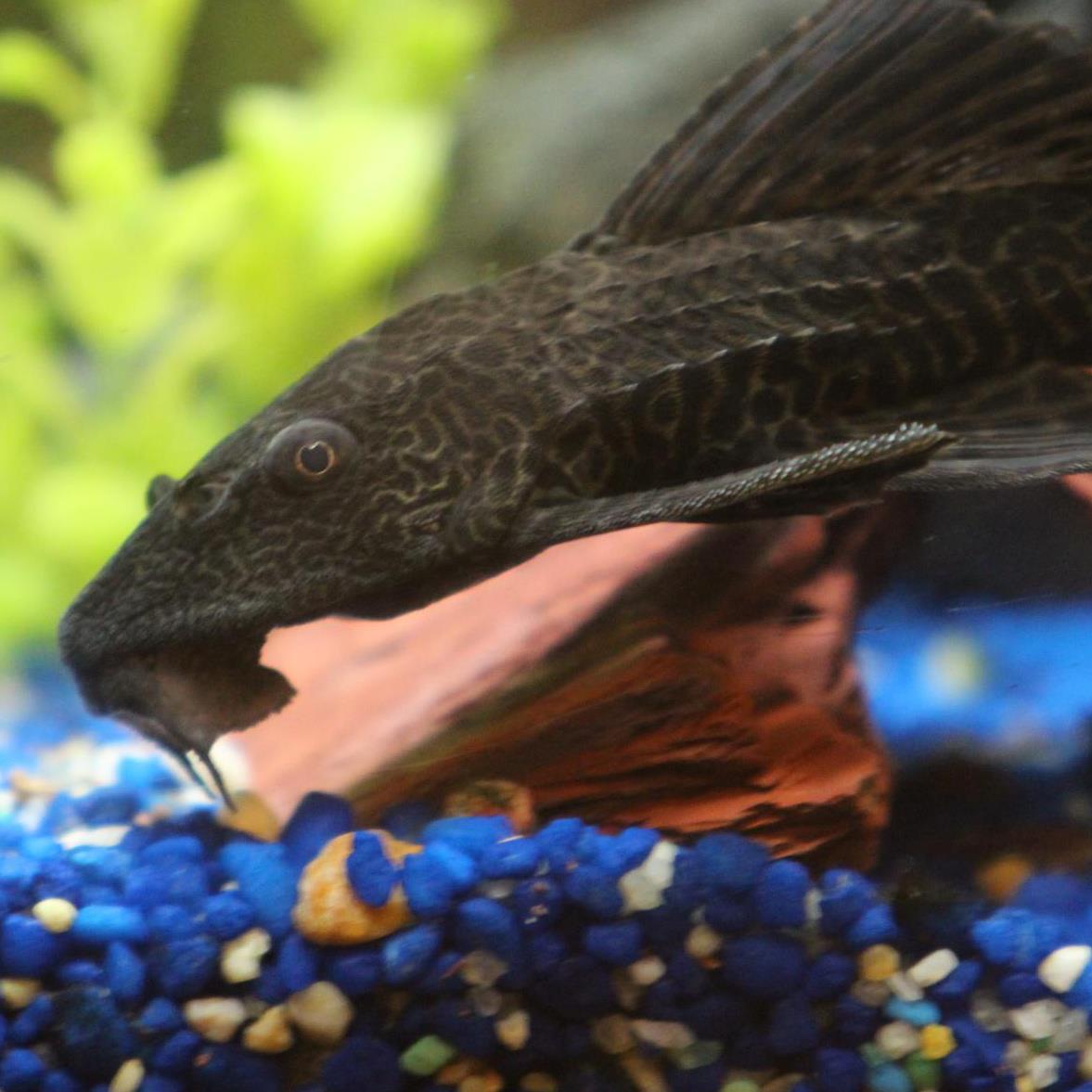 Snuffy the Fish
