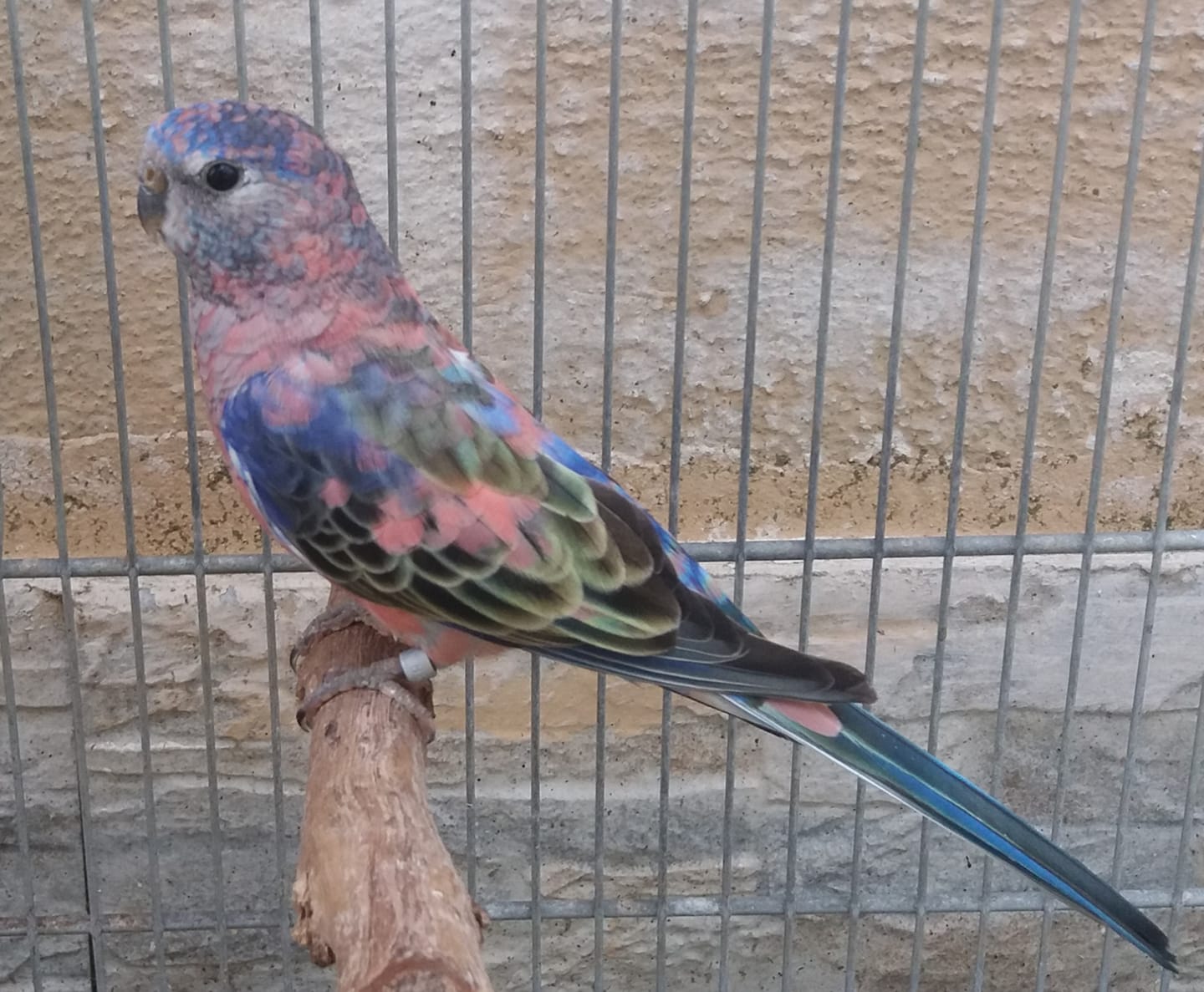 Beautiful & Cute 💗💚💛... - K&S Parrots, Parakeets Farm