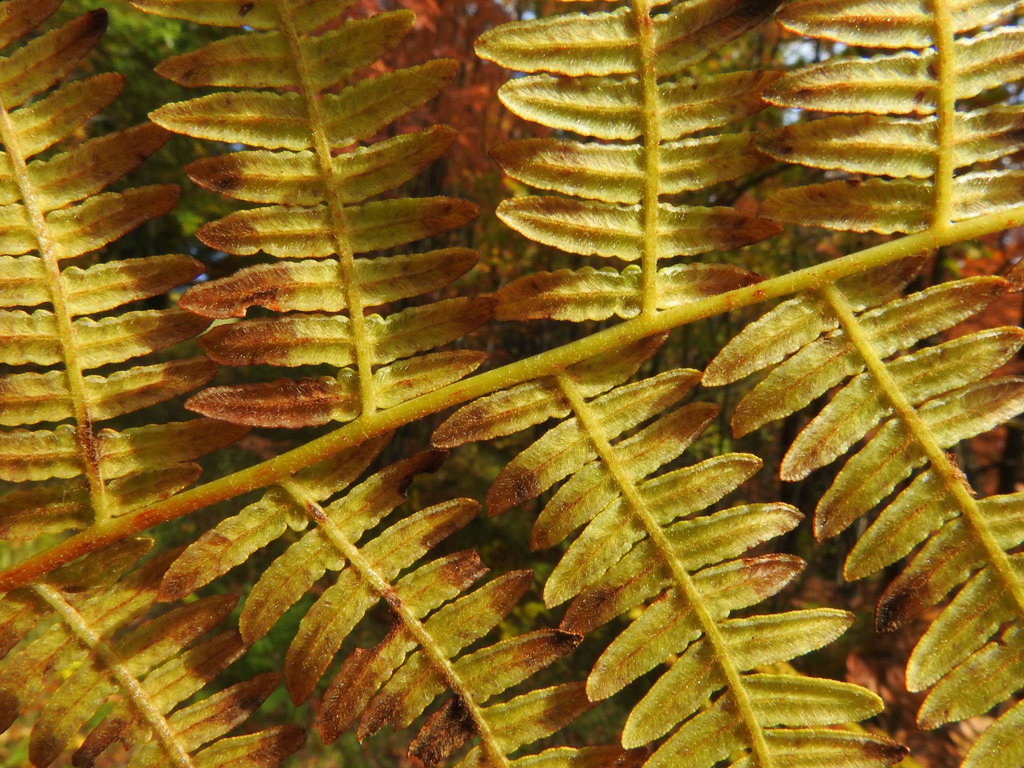 Kozjanski park - ORLOVA PRAPROT I Pteridium aquilinum Naša največja ...
