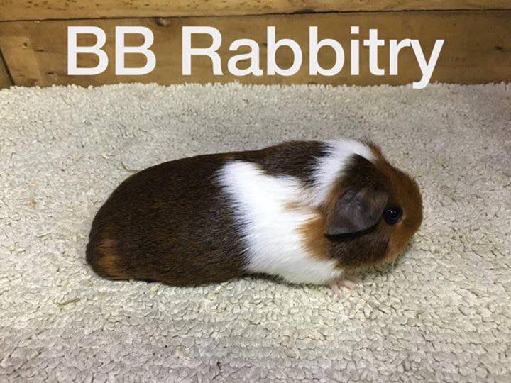 BB Caviary - American cavy Broken (Tricolor : Gold/ Golden... | Facebook