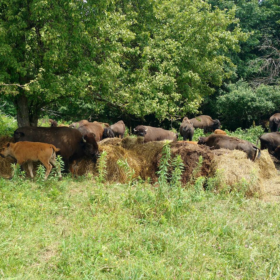 We know where our Bison comes from.... - Roaming Bison Tavern | Facebook
